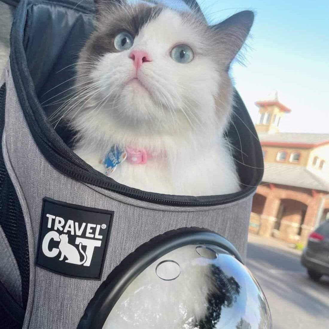 The Fat Cat carrier ventilation mesh emphasizes breathable comfort during warm travel.