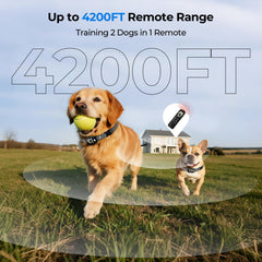 Fatjopet two-dog collars worn together for coordinated training with one remote.