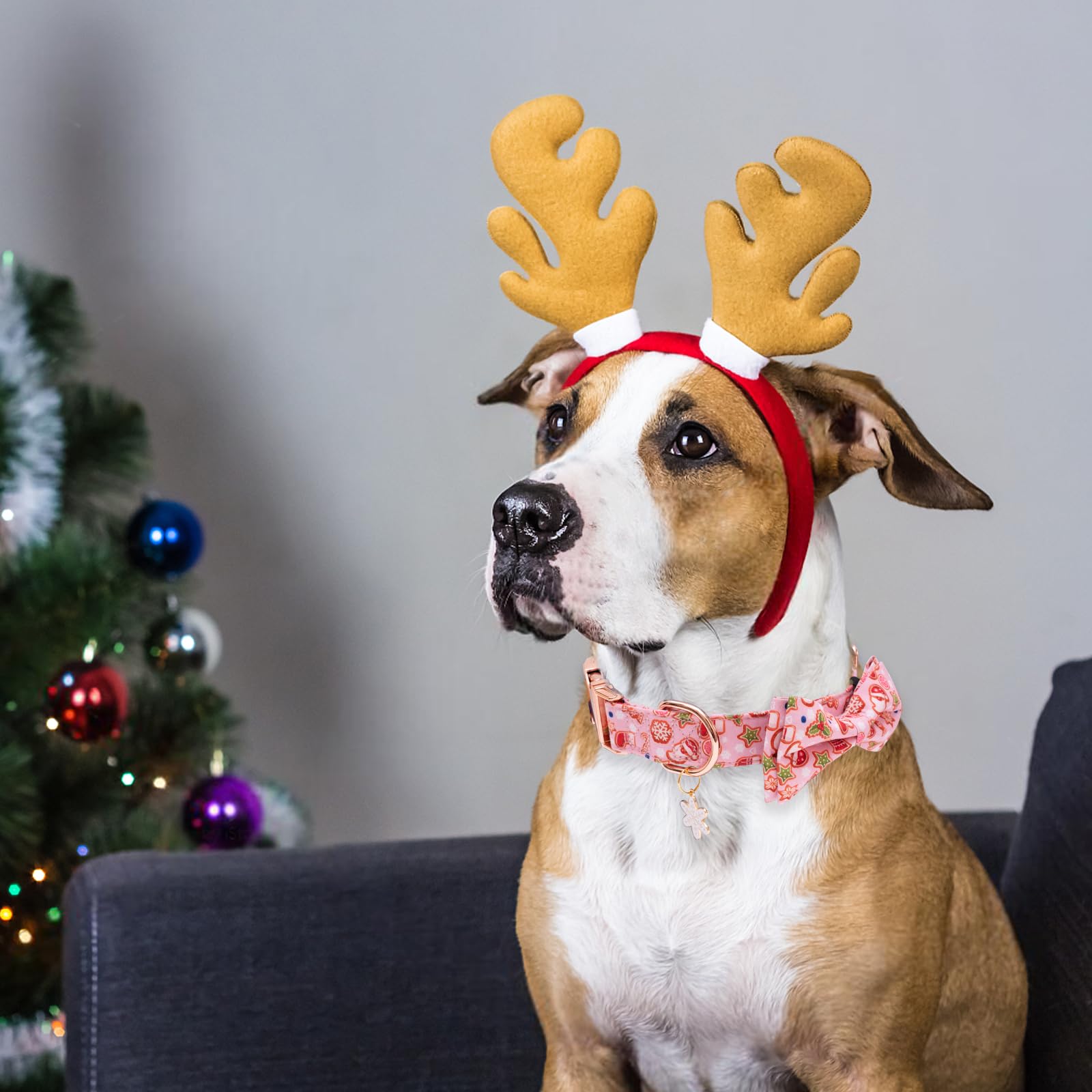 Faygarsle bow-tie collar ideal for cute festive look on dogs of all sizes.