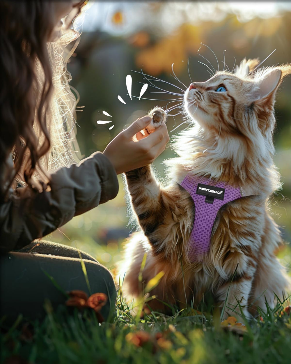 FAYOGOO modern violet harness design for fashionable pet outings