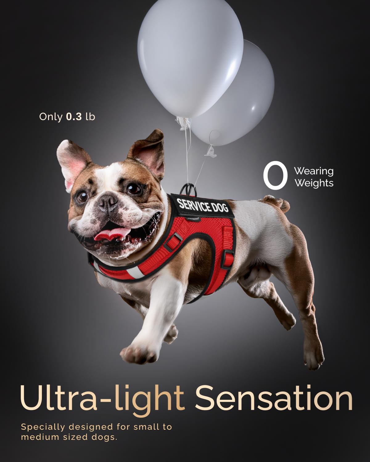 FAYOGOO no-pull design vest reduces strain for gentle leash training sessions.