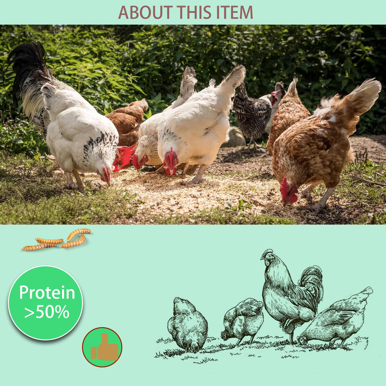 FCI Grubs dried mealworms bulk pack on shelf for easy farm feeding