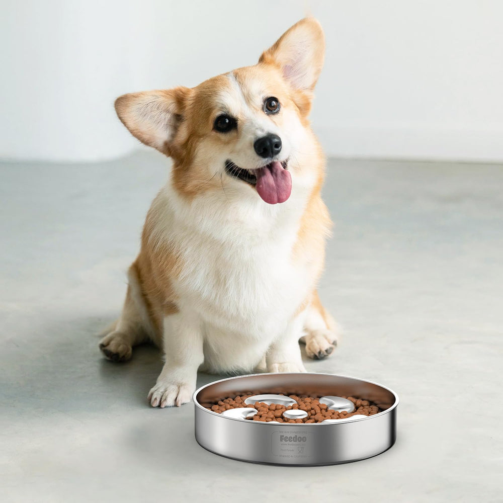 Feedoo Slow Feeder Bowl for medium dogs demonstrates size suitability and steady feeding.