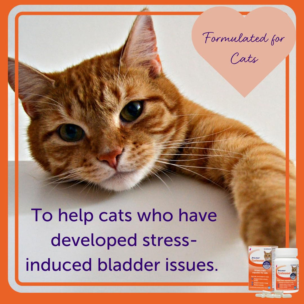 Feliway Cystease with cat demonstrates home use in daily routine