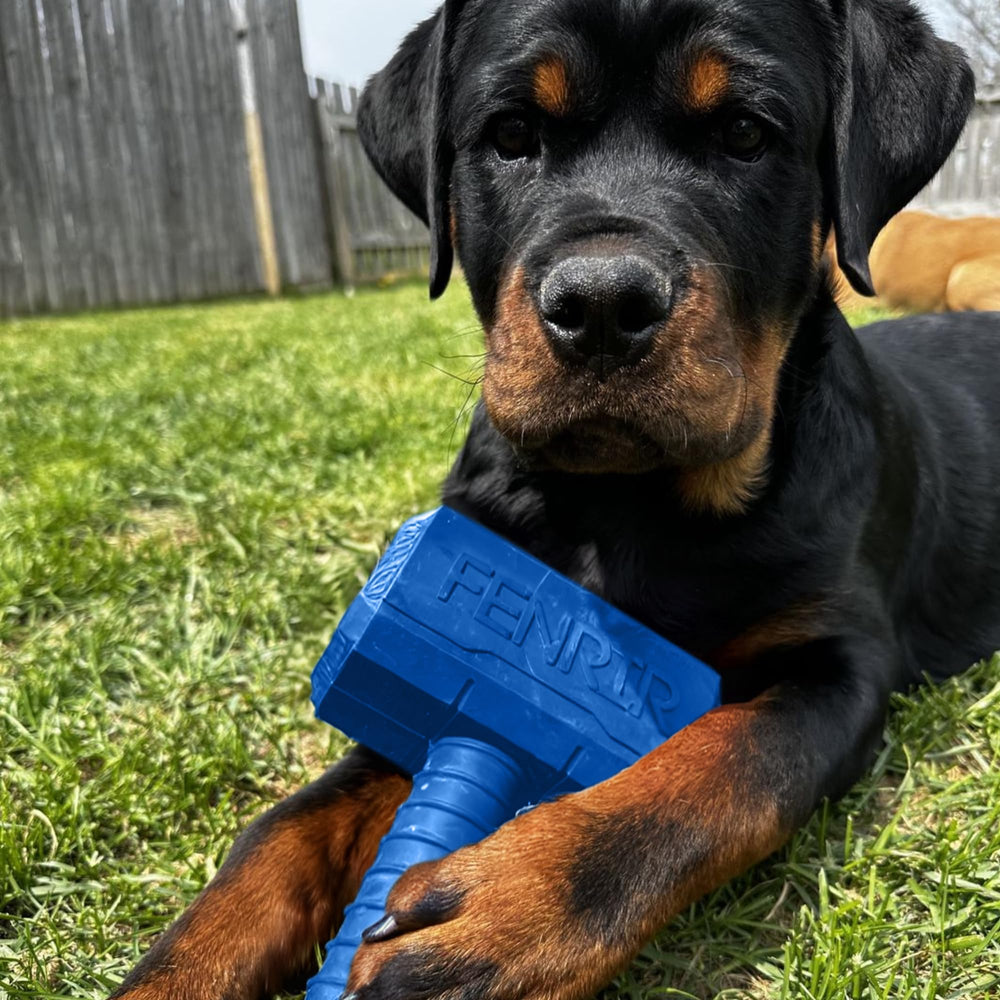 Fenrir Hammer dog chew toy blue large freeze-and-stuff feature for treats