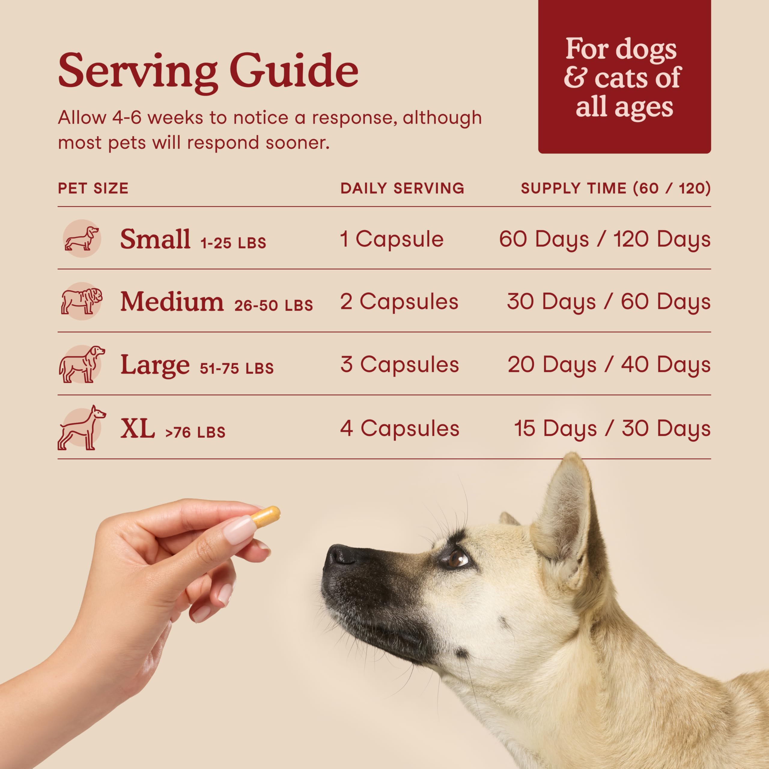 Cat-friendly moment with Fera Pets Cardiac Support supplement.