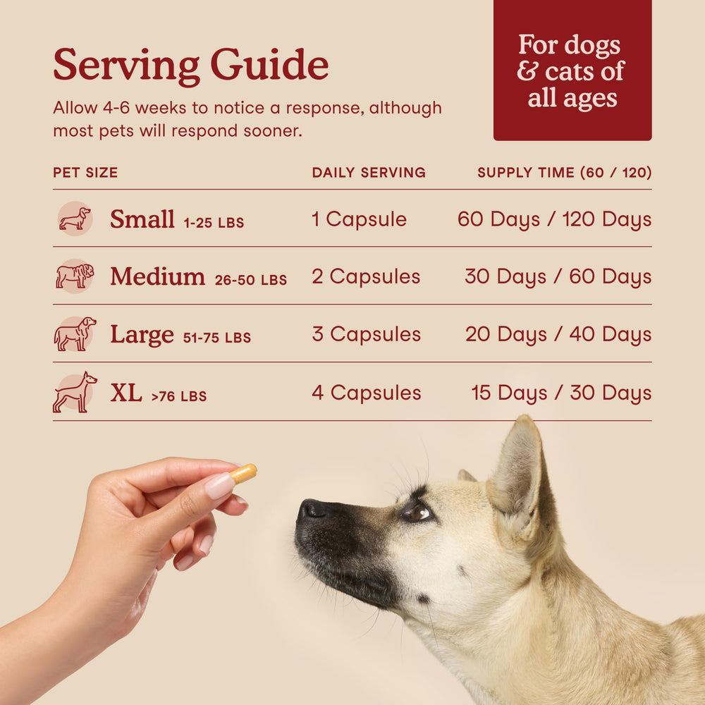 Cat-friendly moment with Fera Pets Cardiac Support supplement.
