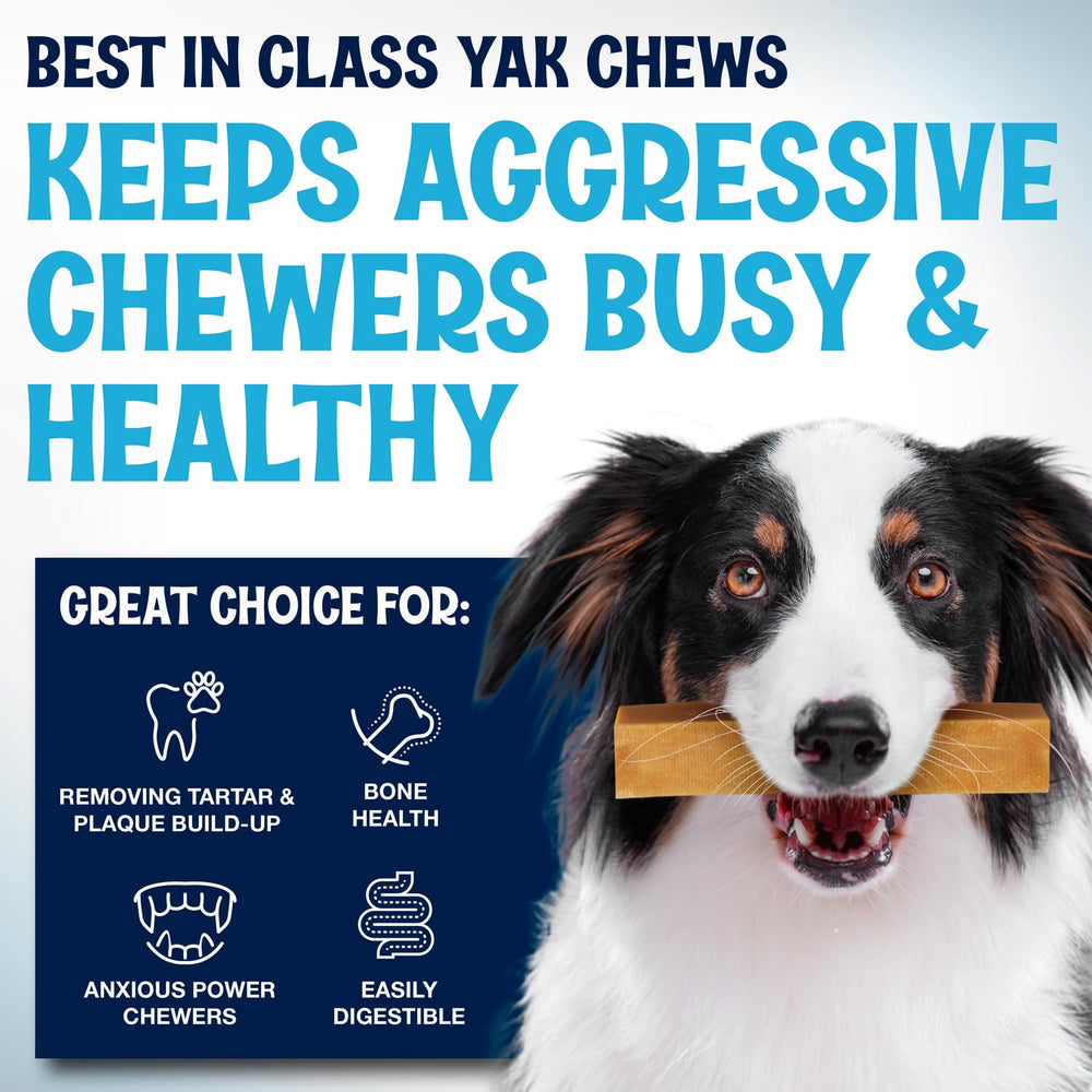 Fetcheroni Yak Chews dog enjoying chew demonstrates stress-free treat time