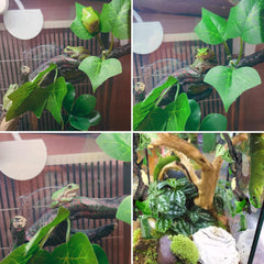 Fhiny reptile branch suction cups inside tank ensures secure climbing for reptiles