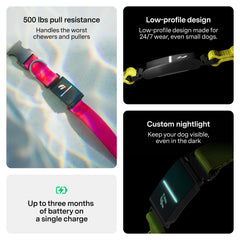 Fi New Series 3+ health and behavior tracking - monitor activity, rest, barking, and more.