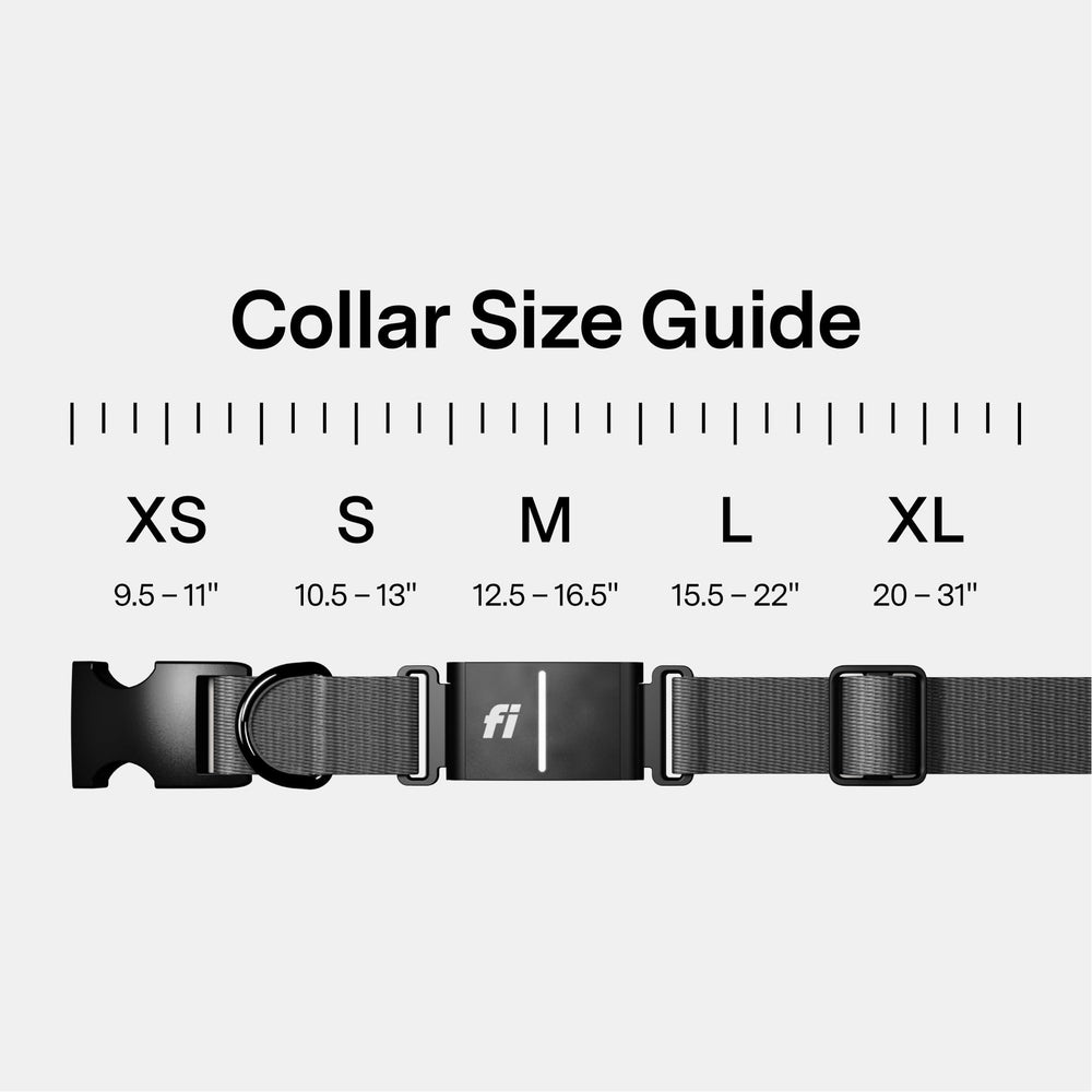 Fi Series 3+ waterproof LED collar stays visible outdoors and in rain.