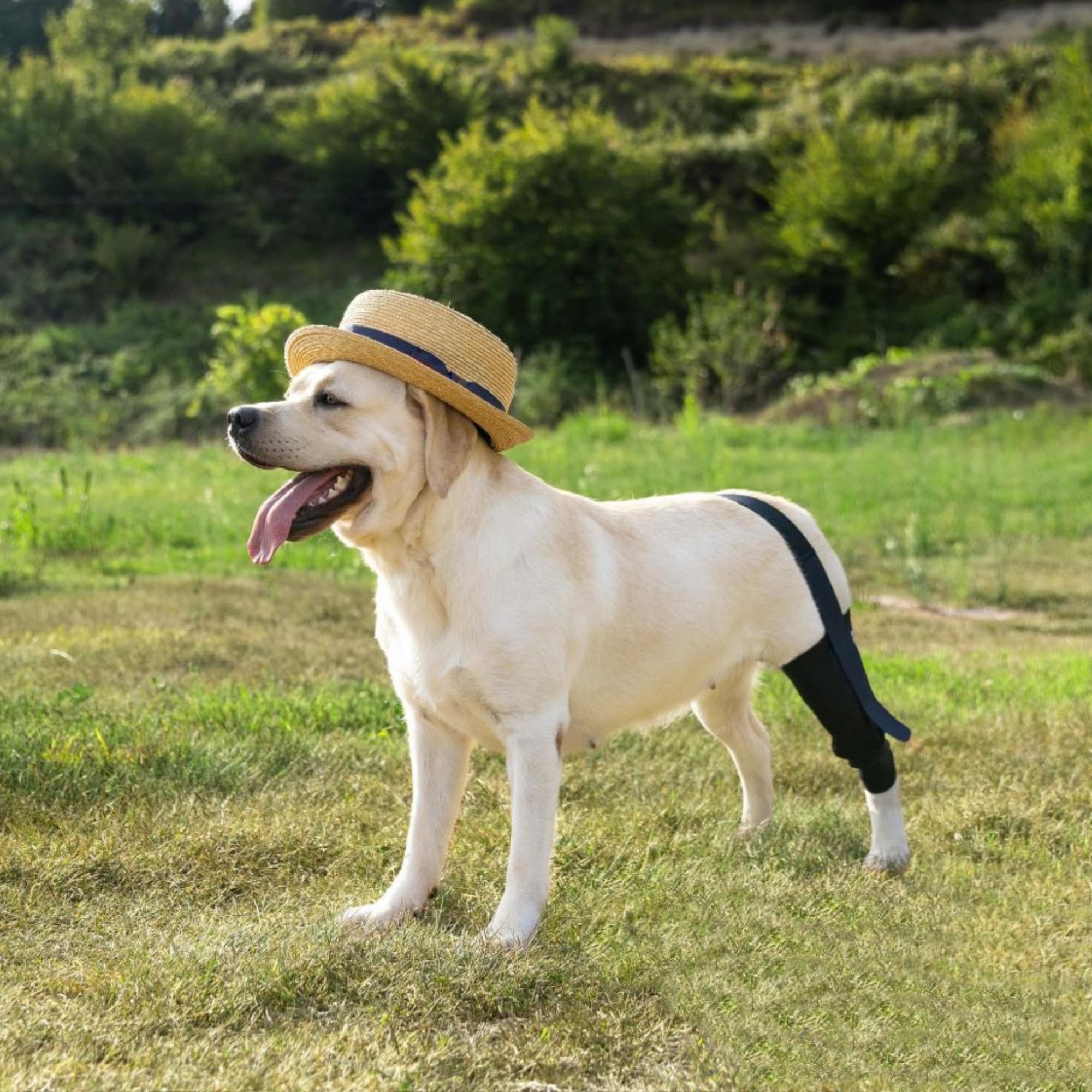 Fico dog knee brace helps during walking and rest for steady support