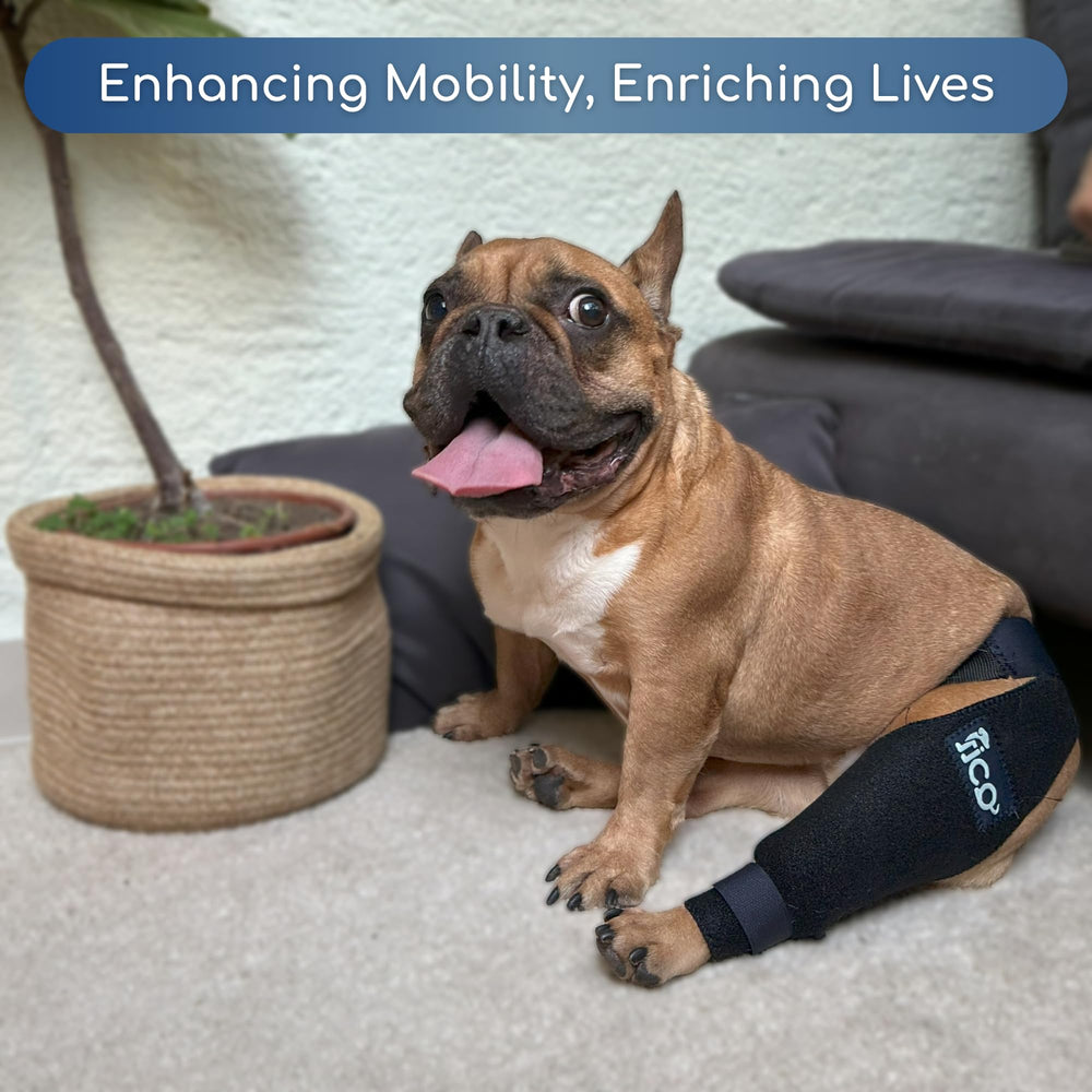 Fico vet-approved knee brace designed for long-term joint care