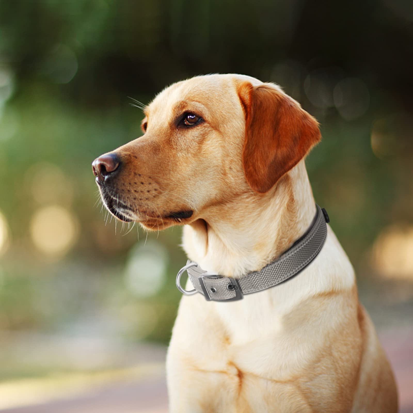 Grey Fida collar displayed on a large dog for rugged versatility.