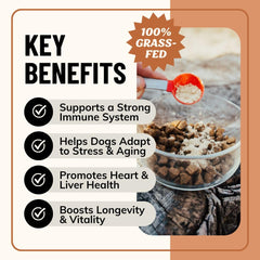 Fido's Longevity organic mushroom blend with turkey tail