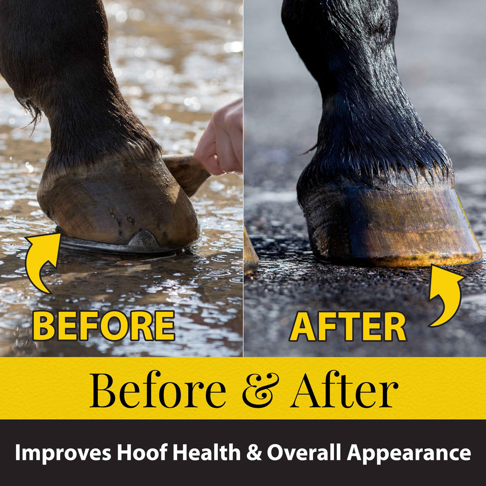 Close-up of hooves receiving moisture from Fiebing's Hoof Oil for healthier feet.