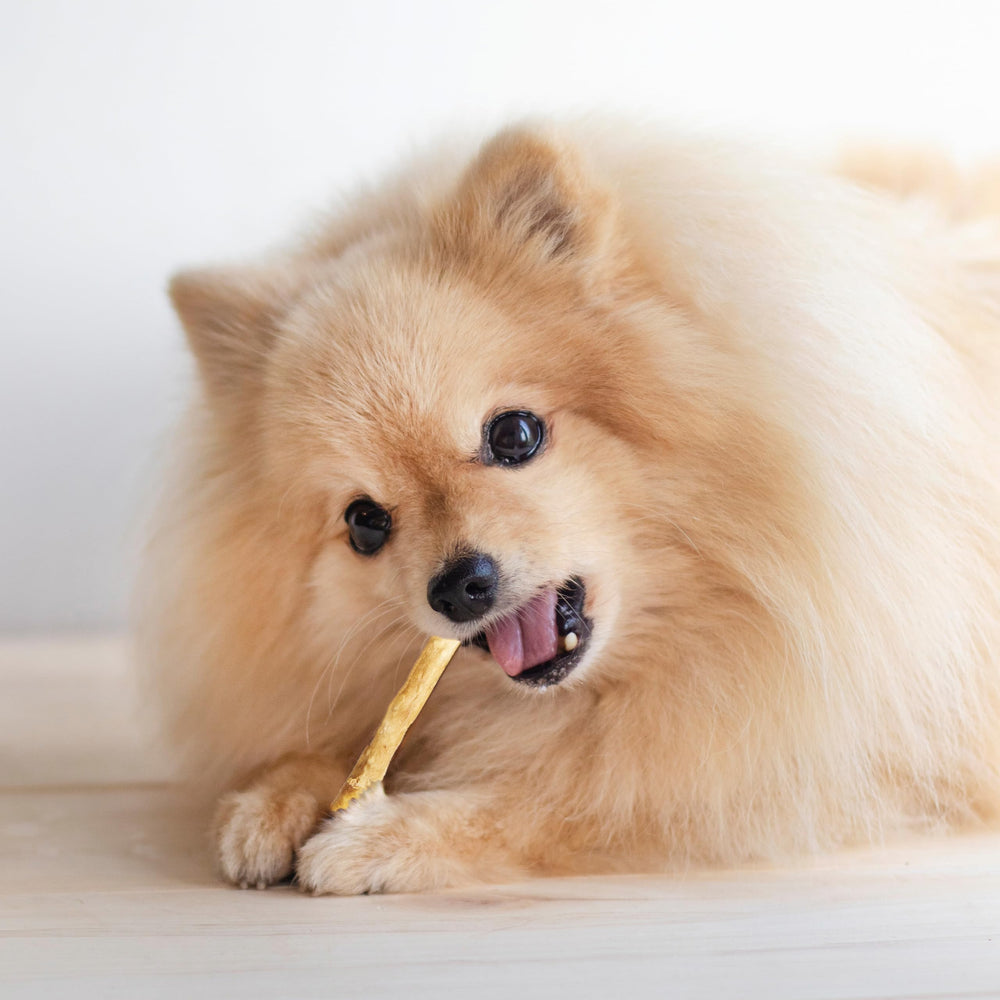 Fieldcrest Farms Nothin' to Hide Stix rawhide-free assurance closeup.