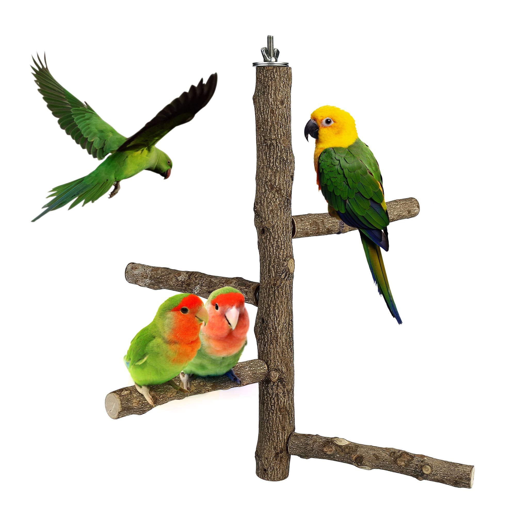 Filhome bird perch branch wood setup shows easy cage installation and multi-bird play