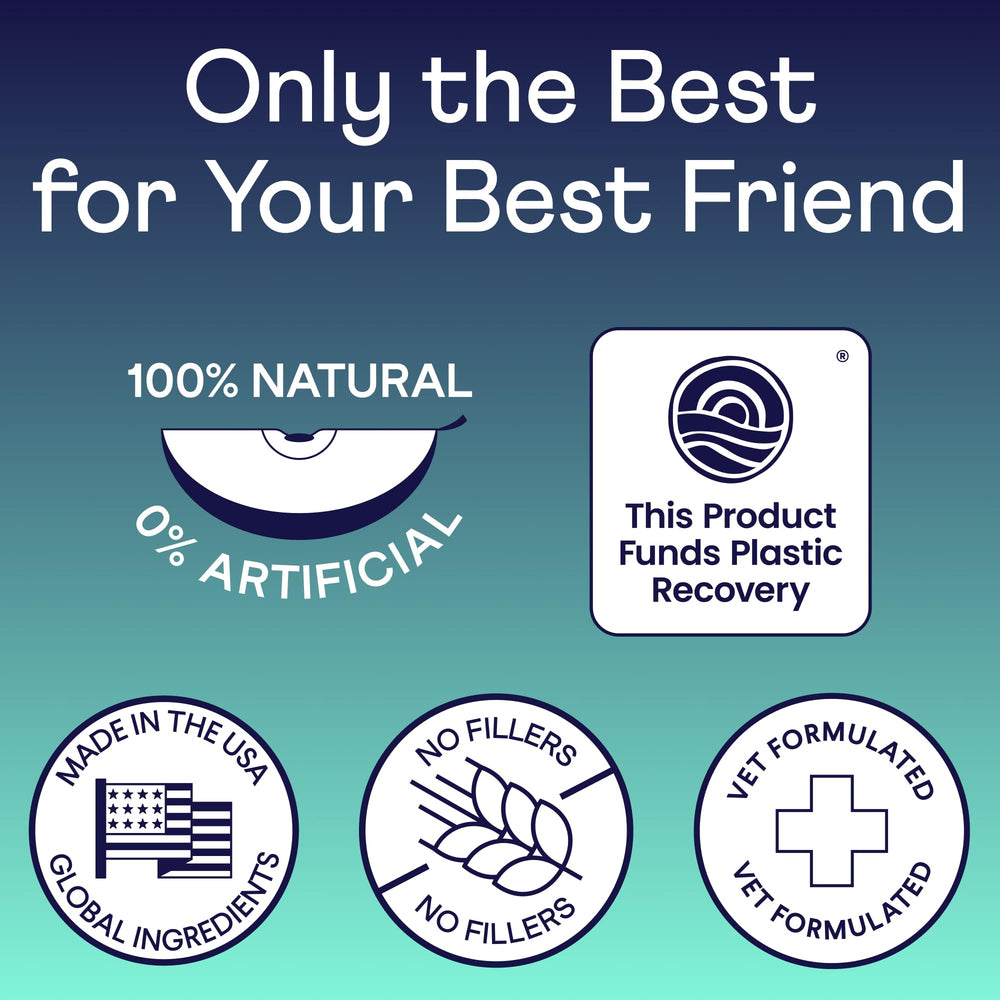 Finn Dental Powder for Dogs gums demonstrates protective benefits during routine dental care.