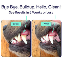 Finn Dental Powder for Dogs pouring shows quick mixing with meals for cleaner mouths.