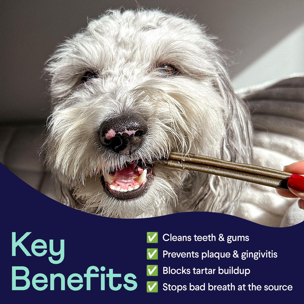 Finn Plaque Patrol dental chews ingredients reveal all-natural formula with no artificial preservatives.