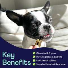 Finn Plaque Patrol dental powder and chews show a complementary cleaning routine.