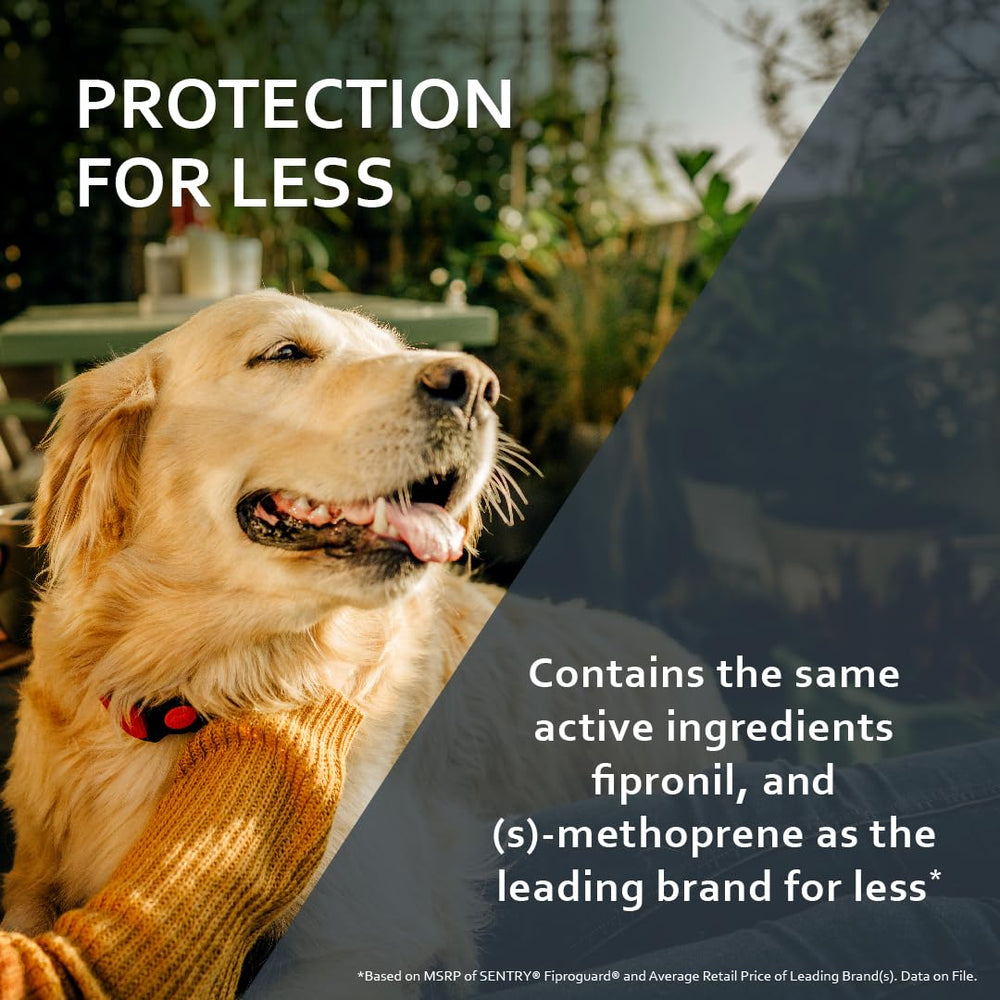 Dog on a walk after applying FIPROGUARD Plus protection.