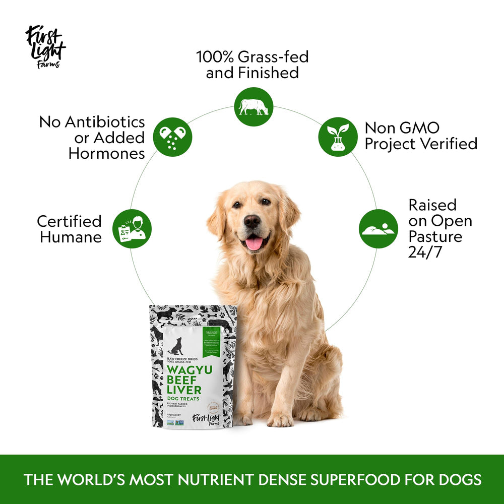 First Light Wagyu Liver Treats dog-training moment shows tasty rewards during sessions.