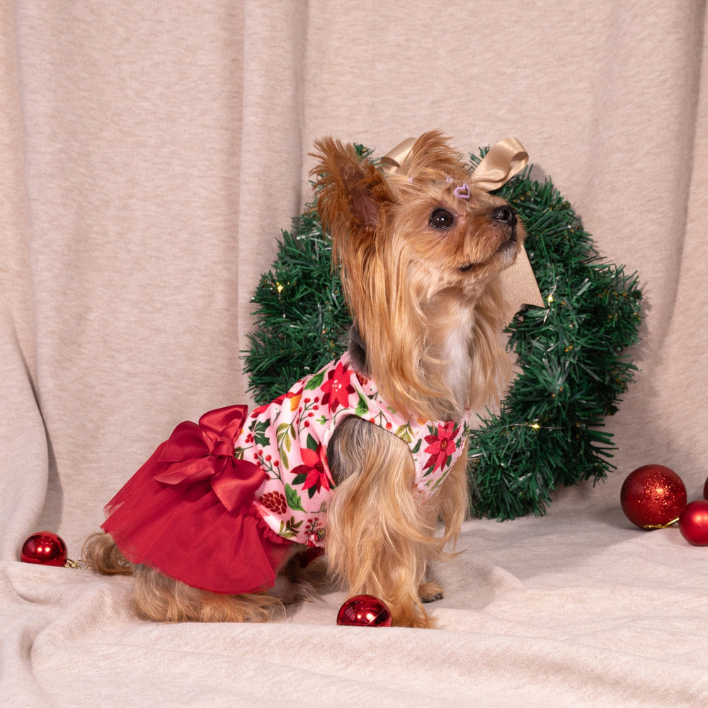 Fitwarm dress on sleepy pup, easy on off closure for quick potty breaks.