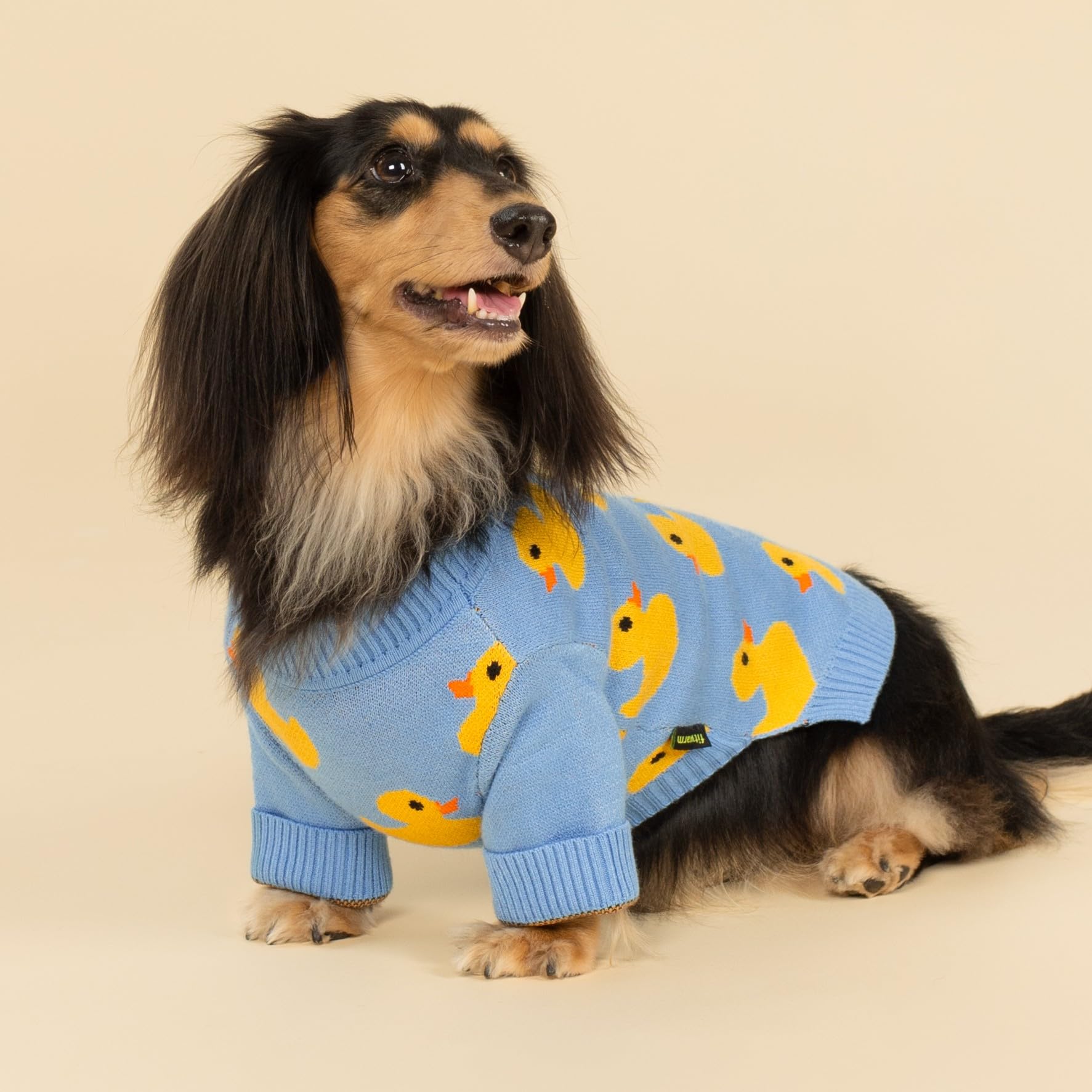 Fitwarm mini dog model wearing blue duck sweater for size accuracy