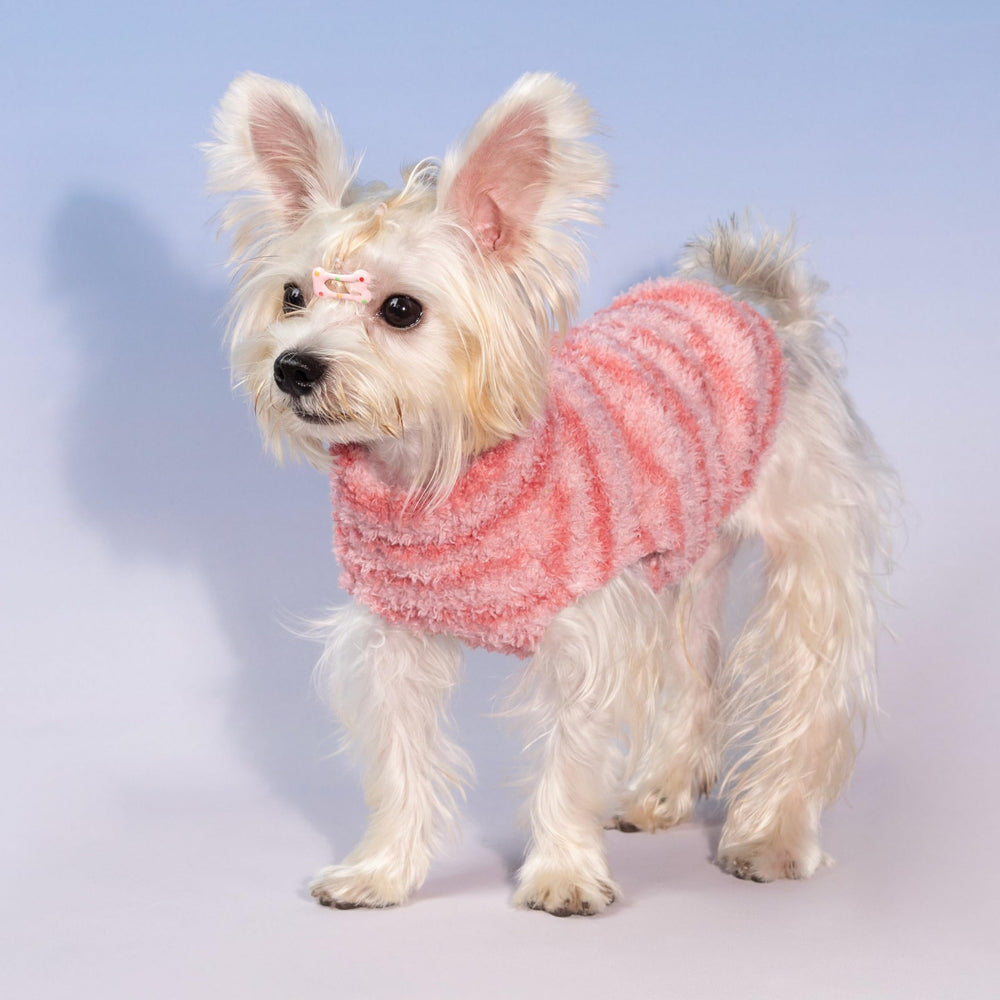 Fitwarm small-dog winter sweater worn during park walks for warmth