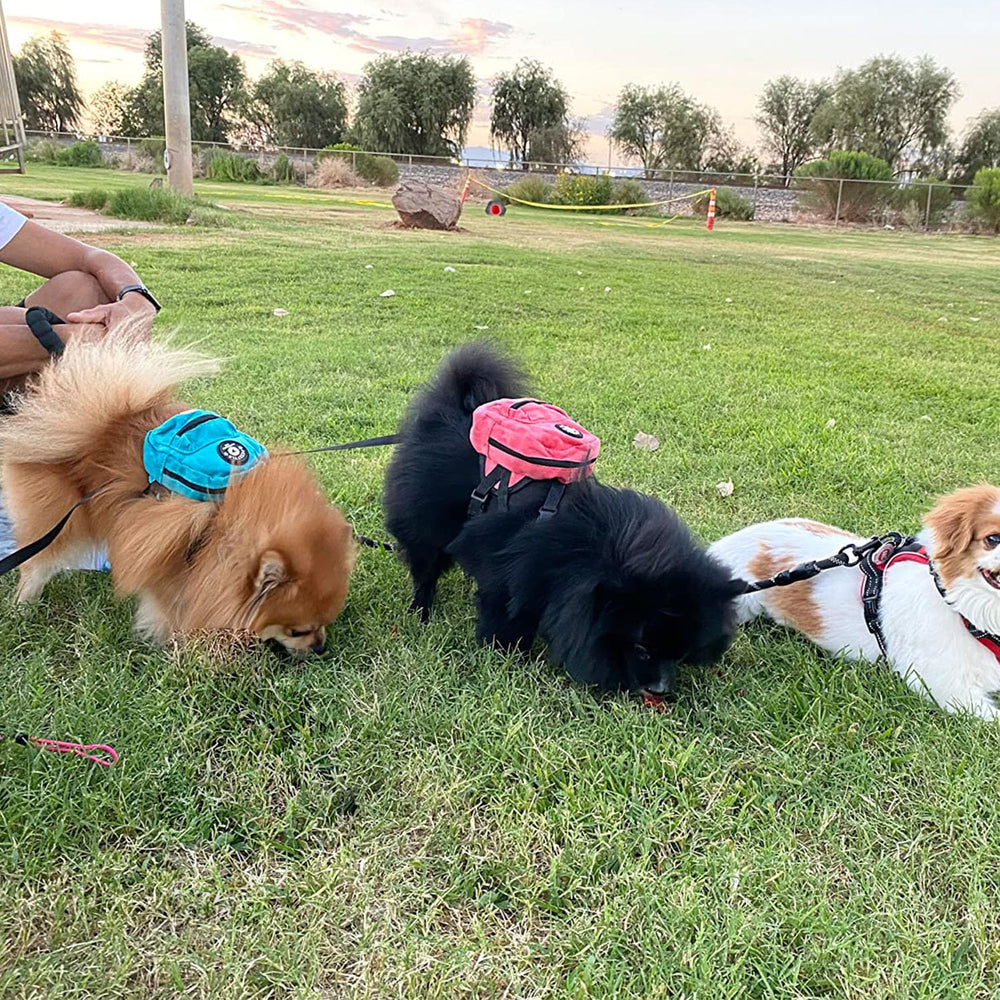 FLAdorepet adjustable chest strap and D ring leash attachment offer secure fitting