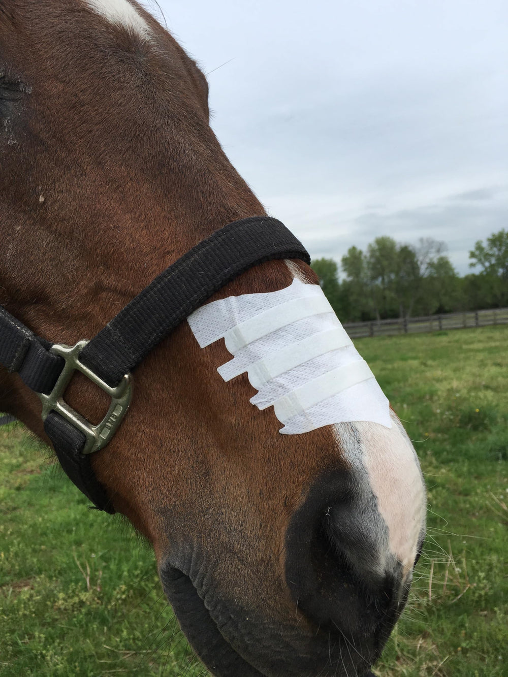 Flair Equine Nasal Strips in competition support easier nasal airflow for improved performance.