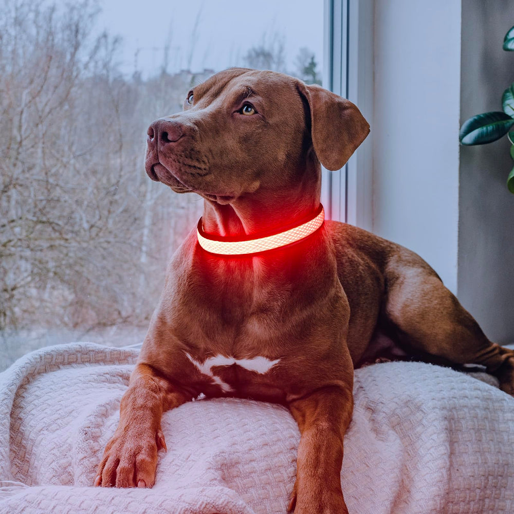 Flashseen large ruby red collar on a dog with secure leash attachment