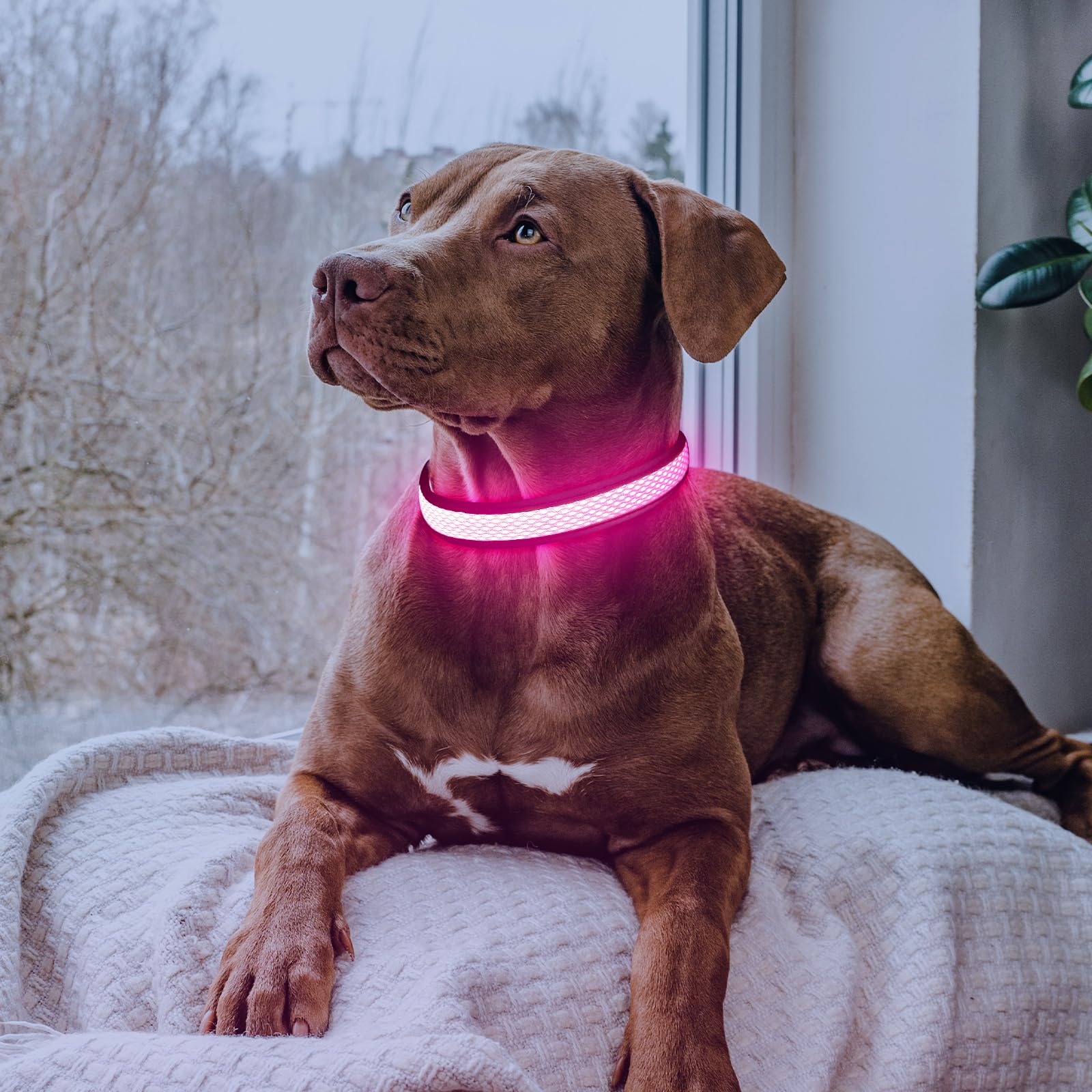 Flashseen LED dog collar at night promotes safer, clear visibility
