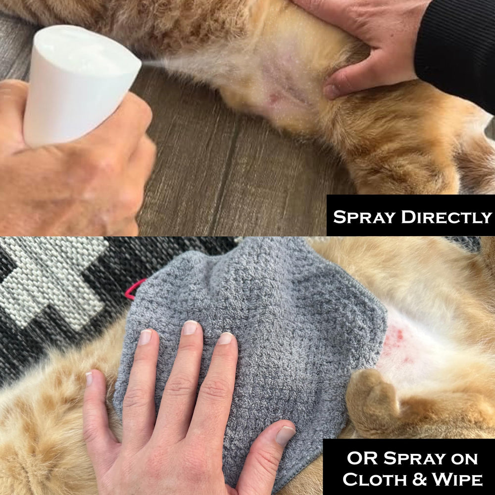 FlexTran Feline Ring Care protecting treated skin surfaces