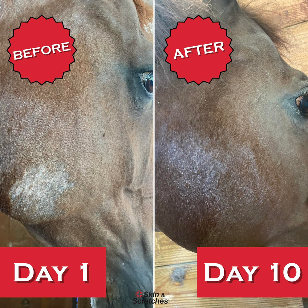 FlexTran Show Out Skin Pack spray-application on horse skin coverage.