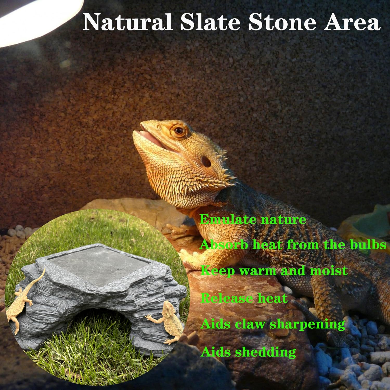 Flitsvuur bearded dragon on platform demonstrates comfortable basking perch