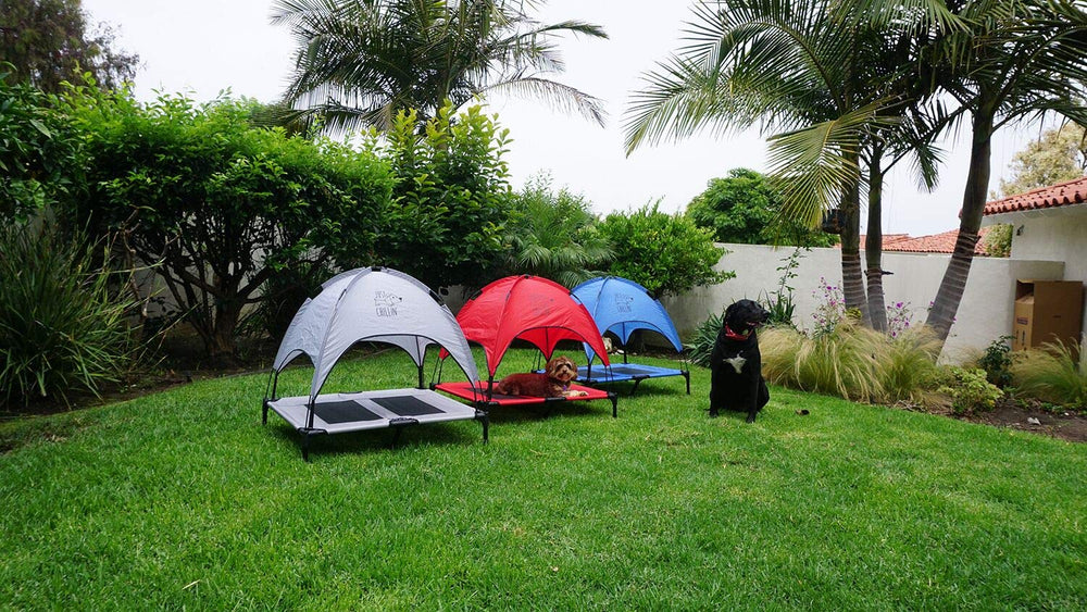 Floppy Dawg elevated bed helps pets relax with secure shade and airflow