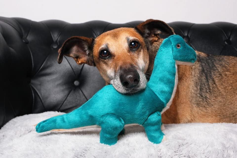 Teal Fluff & Tuff Ross Brachiosaurus in tug-of-war with a dog.