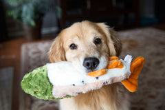 Fluff & Tuff Ruby Rainbow Trout during tug-and-fetch play, showcasing durable plush build and safety features