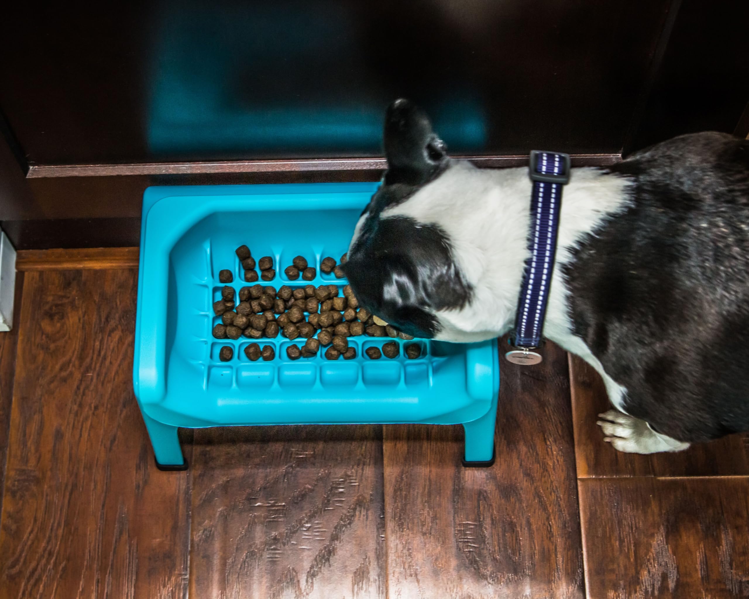 Fluff Trough dog bowl stand purple shows 2-cup capacity for steady portions.