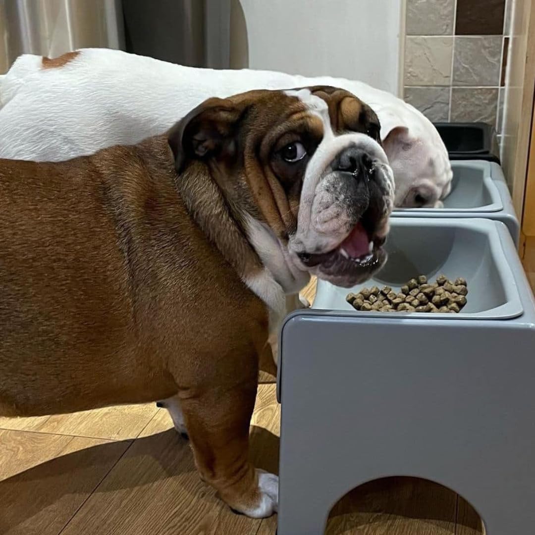 Fluff Trough XL feeder in use during mealtime reduces mess