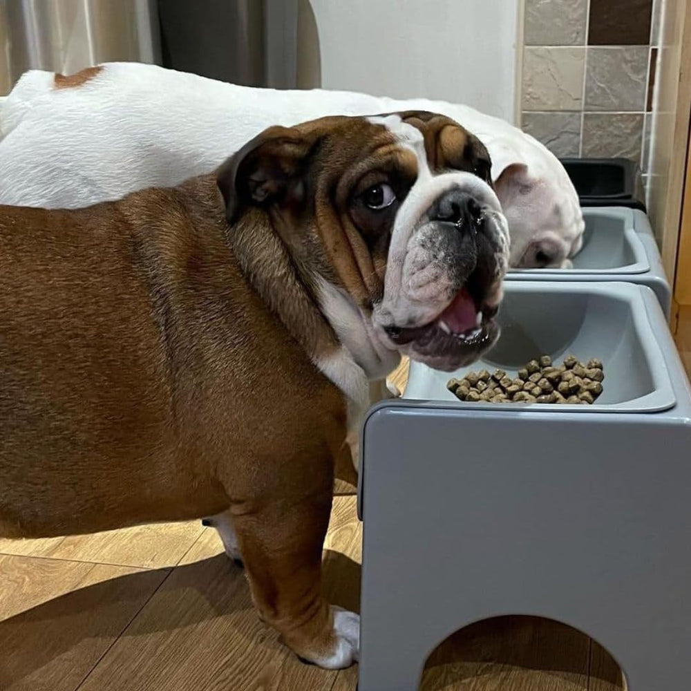 Fluff Trough XL feeder in use during mealtime reduces mess