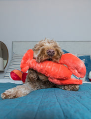Fluff & Tuff Manny Lobster embroidered eyes offer safer plush appearance.