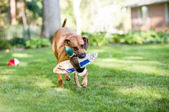 Fluff & Tuff Wally Mallard toy in bright colors to attract dogs during fetch.