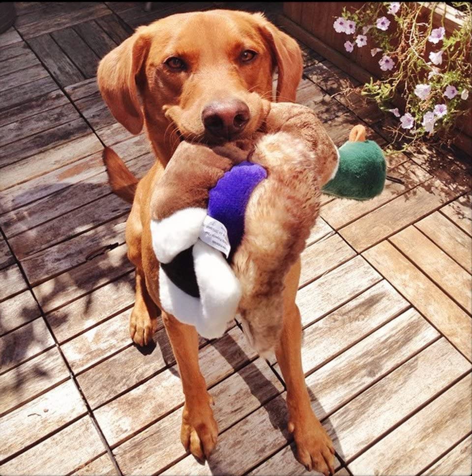 Fluff & Tuff Wally Mallard toy captured during shake and toss play.