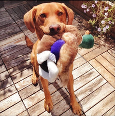 Fluff & Tuff Wally Mallard toy captured during shake and toss play.