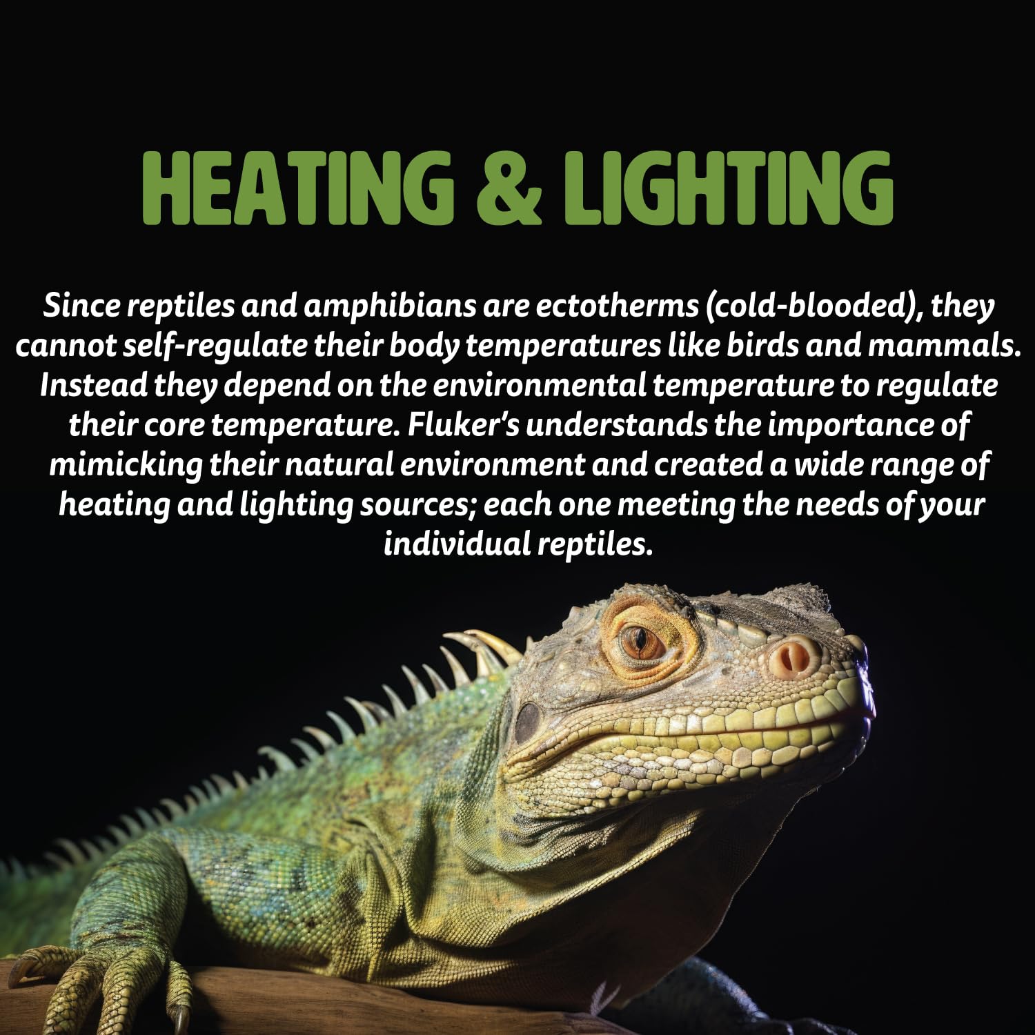 Fluker's Deep Thermal Heat Lamp 100W providing steady warmth for reptile tanks