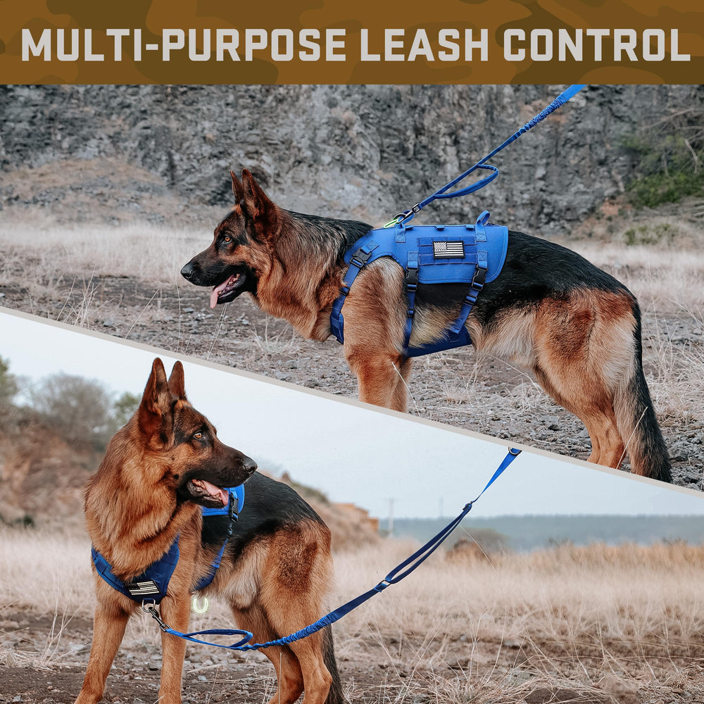 Forestpaw harness blue during training session illustrates versatile use.